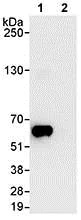 Immunoprecipitation - Anti-nmt55 / p54nrb antibody (AB70335)