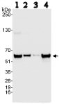 Western blot - Anti-nmt55 / p54nrb antibody (AB70335)