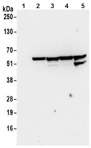 Western blot - Anti-nmt55 / p54nrb antibody (AB70335)