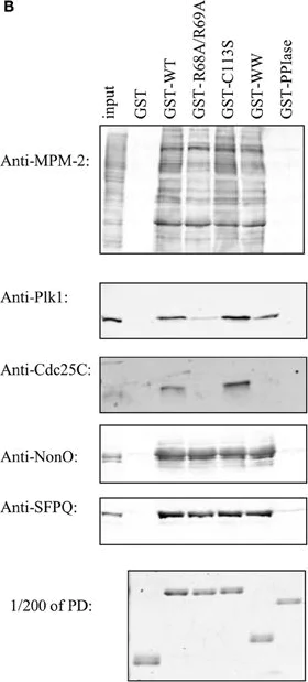 ma5ページ PD98059 | MEK/ERK Pathway Inhibitor | STEMCELL Technologies