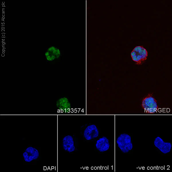 Immunocytochemistry/ Immunofluorescence - Anti-nmt55 / p54nrb antibody [EPR5270] (AB133574)