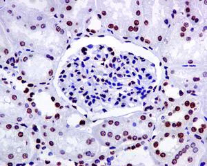 Immunohistochemistry (Formalin/PFA-fixed paraffin-embedded sections) - Anti-nmt55 / p54nrb antibody [EPR5270] (AB133574)