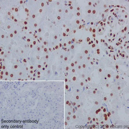 Immunohistochemistry (Formalin/PFA-fixed paraffin-embedded sections) - Anti-nmt55 / p54nrb antibody [EPR5270] (AB133574)