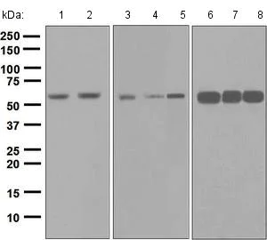 Western blot - Anti-nmt55 / p54nrb antibody [EPR5270] (AB133574)