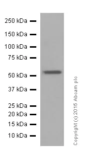 Western blot - Anti-nmt55 / p54nrb antibody [EPR5270] (AB133574)