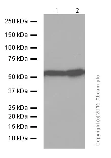 Western blot - Anti-nmt55 / p54nrb antibody [EPR5270] (AB133574)