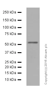 Western blot - Anti-nmt55 / p54nrb antibody [EPR5270] (AB133574)
