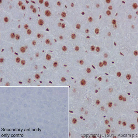 Immunohistochemistry (Formalin/PFA-fixed paraffin-embedded sections) - Anti-nmt55 / p54nrb antibody [EPR5270] - BSA and Azide free (AB226140)
