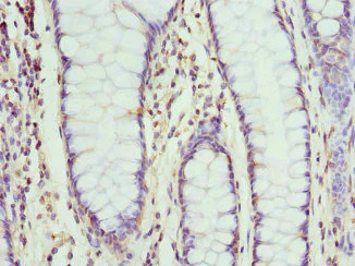 Immunohistochemistry (Formalin/PFA-fixed paraffin-embedded sections) - Anti-NMU antibody (AB229635)