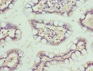 Immunohistochemistry (Formalin/PFA-fixed paraffin-embedded sections) - Anti-NMU antibody (AB229635)