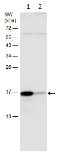 Western blot - Anti-NMU antibody (AB229782)