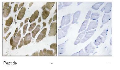 Immunohistochemistry (Formalin/PFA-fixed paraffin-embedded sections) - Anti-NMU antibody (AB92693)