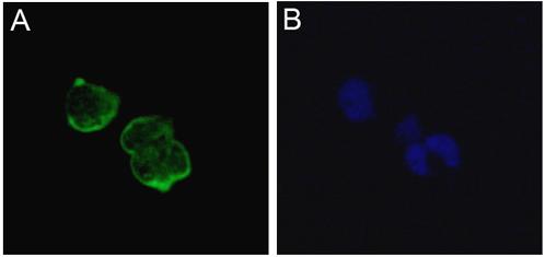 Immunocytochemistry/ Immunofluorescence - Anti-nNav1.5 antibody [4G8:1G7] (AB62388), expandable thumbnail