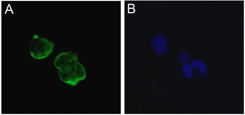 Immunocytochemistry/ Immunofluorescence - Anti-nNav1.5 antibody [4G8:1G7] (AB62388)