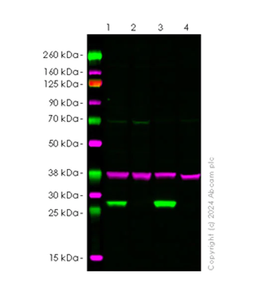 Western blot - Anti-NNMT antibody [EPR29205-77] (AB318280)