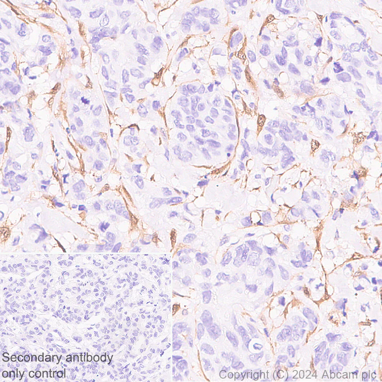 Immunohistochemistry (Formalin/PFA-fixed paraffin-embedded sections) - Anti-NNMT antibody [EPR29205-77] - BSA and Azide free (AB318281)