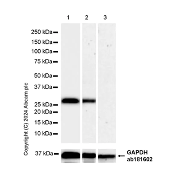 Western blot - Anti-NNMT antibody [EPR29205-77] - BSA and Azide free (AB318281)