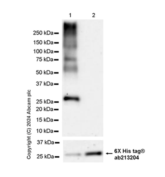 Western blot - Anti-NNMT antibody [EPR29205-77] - BSA and Azide free (AB318281)