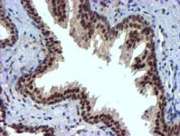 Immunohistochemistry (Formalin/PFA-fixed paraffin-embedded sections) - Anti-NNMT antibody [OTI3D8] (AB119758)