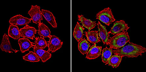 Immunocytochemistry/ Immunofluorescence - Anti-nNOS (neuronal) antibody (AB5586)
