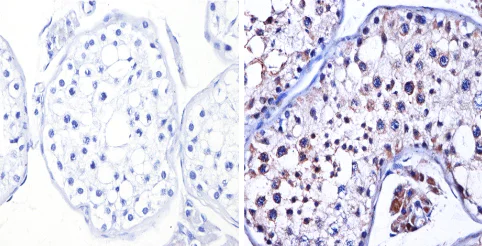 Immunohistochemistry (Formalin/PFA-fixed paraffin-embedded sections) - Anti-nNOS (neuronal) antibody (AB5586)