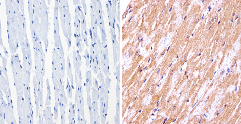 Immunohistochemistry (Formalin/PFA-fixed paraffin-embedded sections) - Anti-nNOS (neuronal) antibody (AB5586)