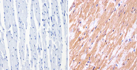 Immunohistochemistry (Formalin/PFA-fixed paraffin-embedded sections) - Anti-nNOS (neuronal) antibody (AB5586)