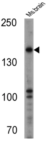 Western blot - Anti-nNOS (neuronal) antibody (AB5586)