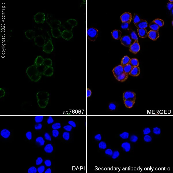 Immunocytochemistry/ Immunofluorescence - Anti-nNOS (neuronal) antibody [EP1855Y] (AB76067)