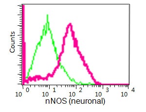 Flow Cytometry (Intracellular) - Anti-nNOS (neuronal) antibody [EP1855Y] - Low endotoxin, Azide free (AB219373)