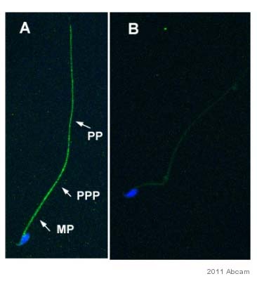 Anti-nNOS (neuronal) antibody [EP1855Y] - Low endotoxin