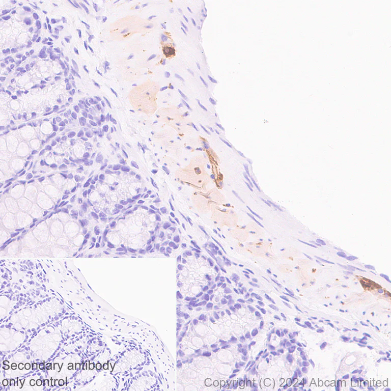 Immunohistochemistry (Formalin/PFA-fixed paraffin-embedded sections) - Anti-nNOS (neuronal) antibody [EPR20372-243] - BSA and Azide free (Detector) (AB245012)