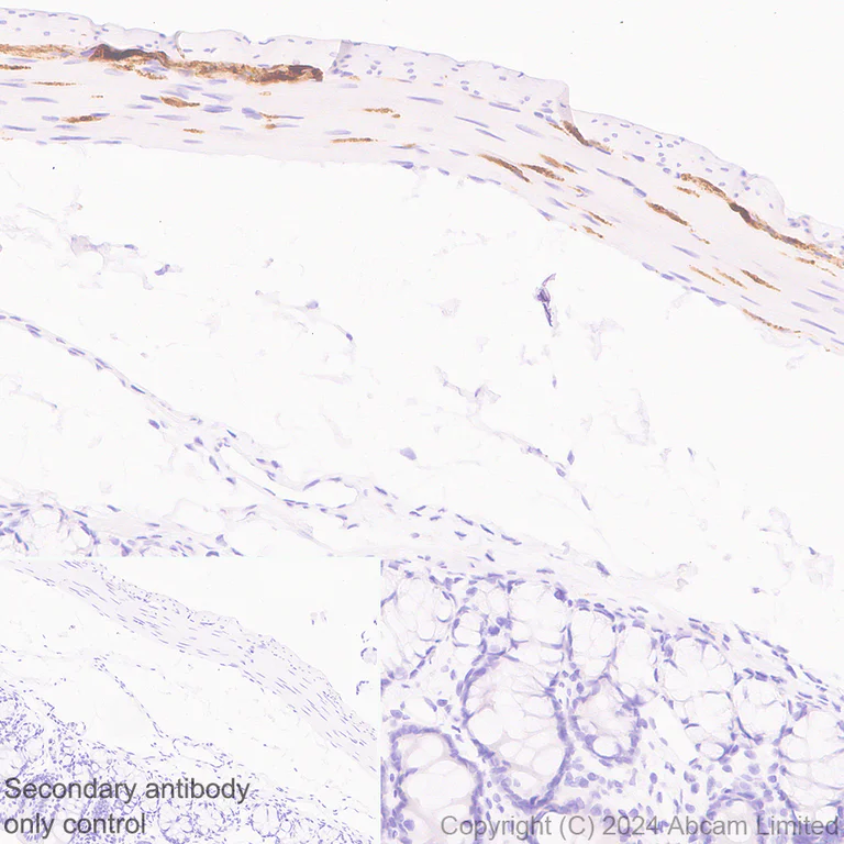 Immunohistochemistry (Formalin/PFA-fixed paraffin-embedded sections) - Anti-nNOS (neuronal) antibody [EPR20372-243] - BSA and Azide free (Detector) (AB245012)