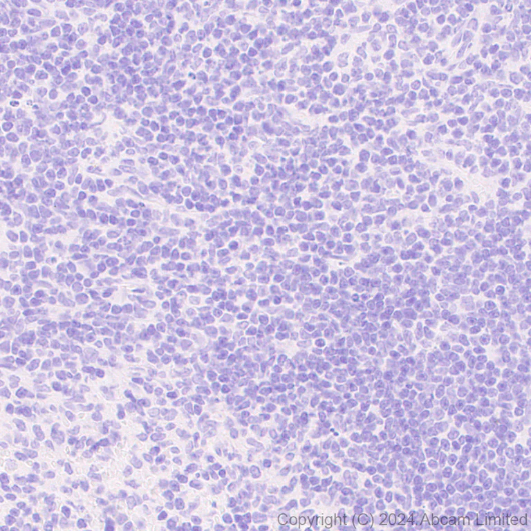 Immunohistochemistry (Formalin/PFA-fixed paraffin-embedded sections) - Anti-nNOS (neuronal) antibody [EPR20372-243] - BSA and Azide free (Detector) (AB245012)