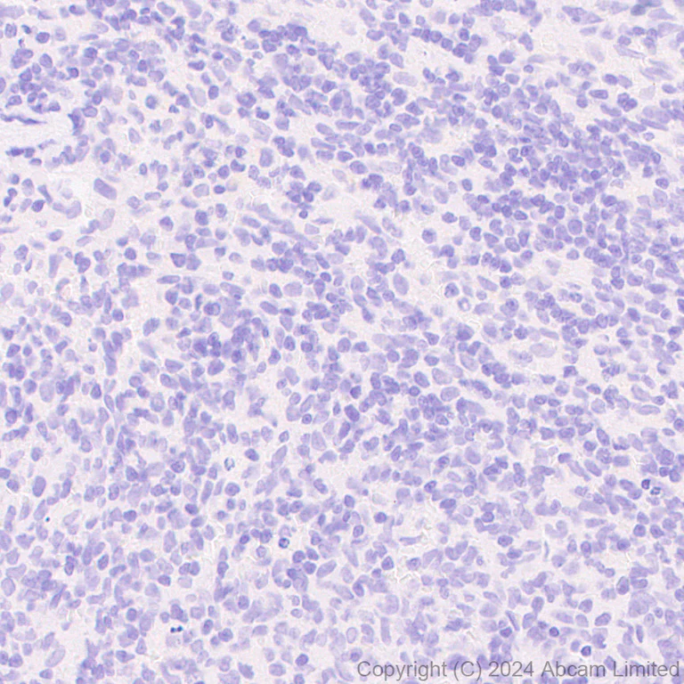 Immunohistochemistry (Formalin/PFA-fixed paraffin-embedded sections) - Anti-nNOS (neuronal) antibody [EPR20372-243] - BSA and Azide free (Detector) (AB245012)