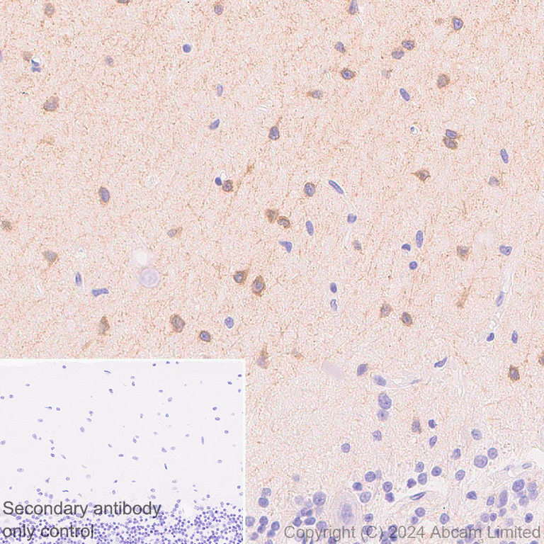 Immunohistochemistry (Formalin/PFA-fixed paraffin-embedded sections) - Anti-nNOS (neuronal) antibody [EPR20372-53] - BSA and Azide free (Capture) (AB244742)