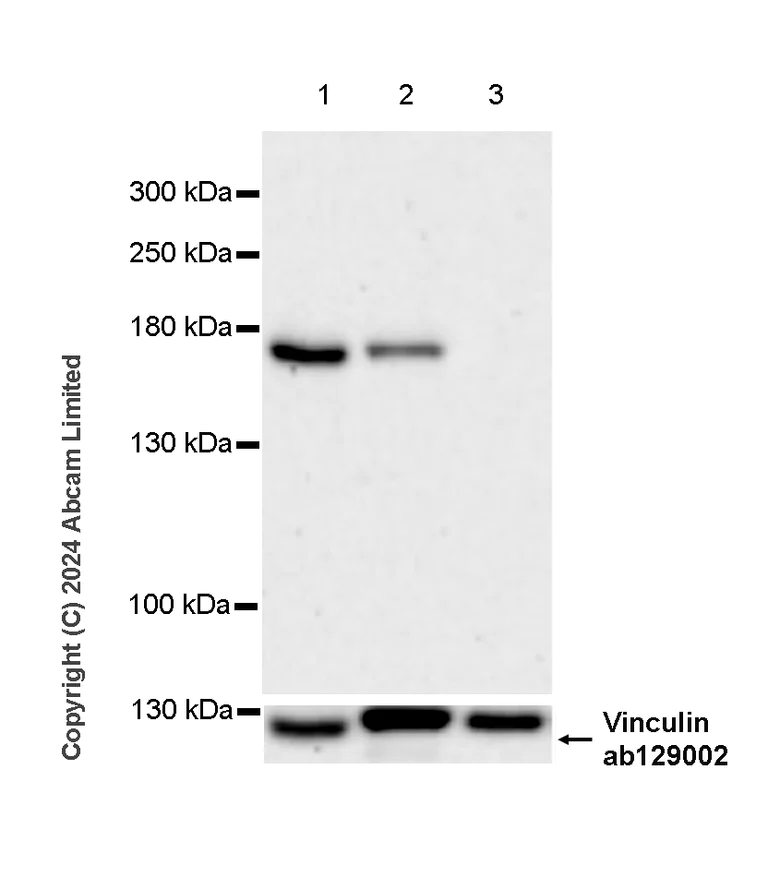 Western blot - Anti-nNOS (neuronal) antibody [EPR20372-53] - BSA and Azide free (Capture) (AB244742)
