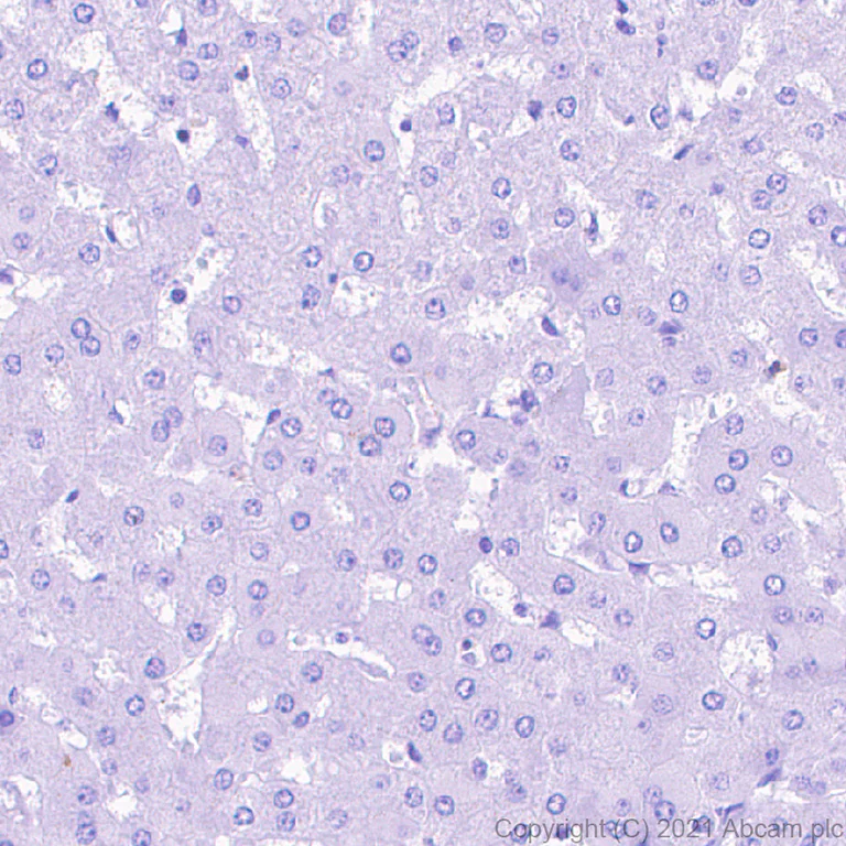 Immunohistochemistry (Formalin/PFA-fixed paraffin-embedded sections) - Anti-nNOS (neuronal) antibody [EPR24351-6] (AB270958)