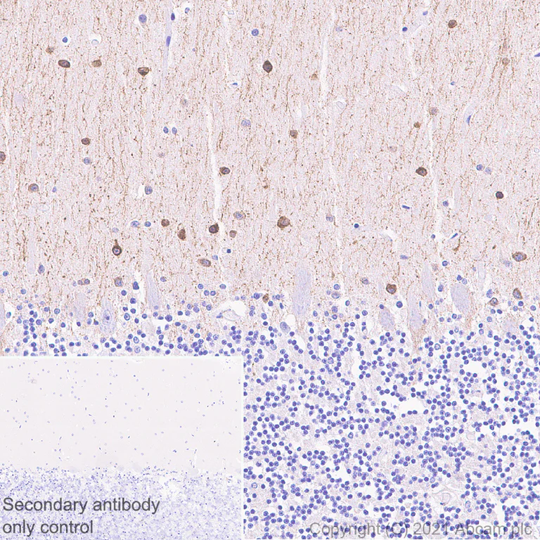 Immunohistochemistry (Formalin/PFA-fixed paraffin-embedded sections) - Anti-nNOS (neuronal) antibody [EPR24351-6] - BSA and Azide free (AB281832)