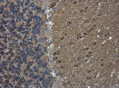 Immunohistochemistry (Formalin/PFA-fixed paraffin-embedded sections) - Anti-nNOS (neuronal) antibody - N-terminal (AB229785)