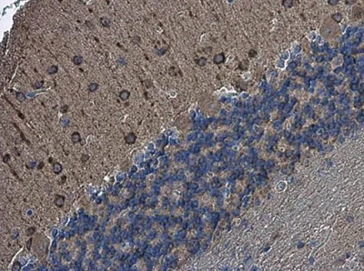 Immunohistochemistry (Formalin/PFA-fixed paraffin-embedded sections) - Anti-nNOS (neuronal) antibody - N-terminal (AB229785)