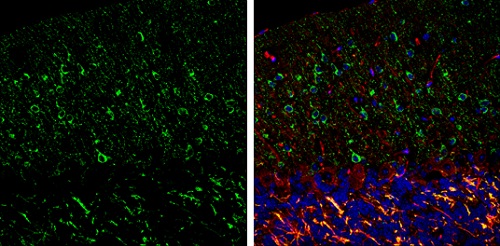 Immunohistochemistry (Frozen sections) - Anti-nNOS (neuronal) antibody - N-terminal (AB229785), expandable thumbnail