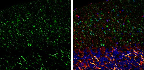 Immunohistochemistry (Frozen sections) - Anti-nNOS (neuronal) antibody - N-terminal (AB229785)