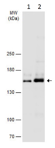 Western blot - Anti-nNOS (neuronal) antibody - N-terminal (AB229785), expandable thumbnail