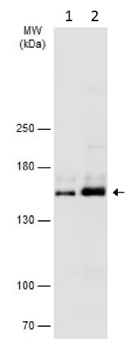 Western blot - Anti-nNOS (neuronal) antibody - N-terminal (AB229785)