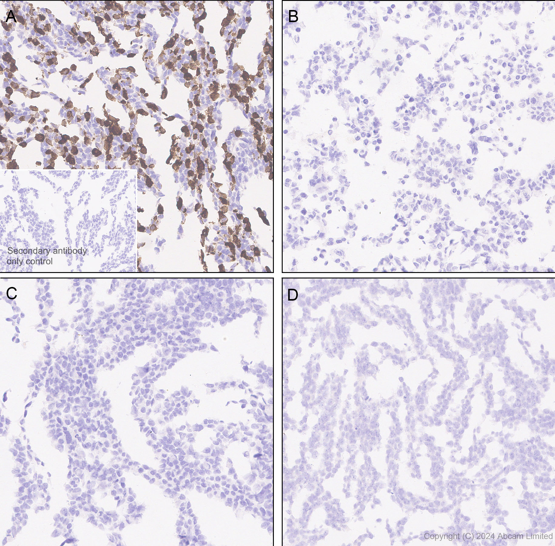 Immunohistochemistry (Formalin/PFA-fixed paraffin-embedded sections) - Anti-nNOS (neuronal) antibody [RM1237] (ab323183), expandable thumbnail