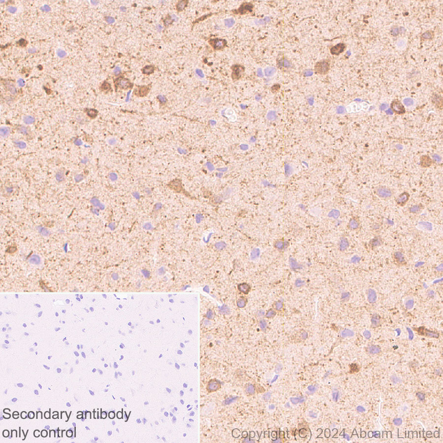 Immunohistochemistry (Formalin/PFA-fixed paraffin-embedded sections) - Anti-nNOS (neuronal) antibody [RM1237] (AB323183), expandable thumbnail