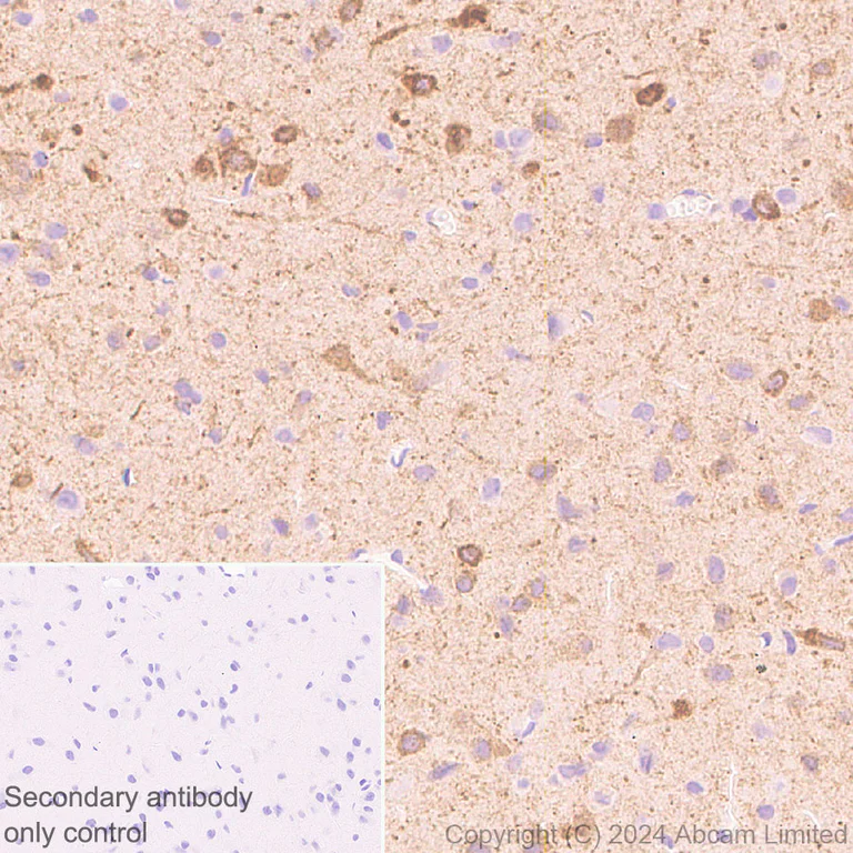 Immunohistochemistry (Formalin/PFA-fixed paraffin-embedded sections) - Anti-nNOS (neuronal) antibody [RM1237] (AB323183)