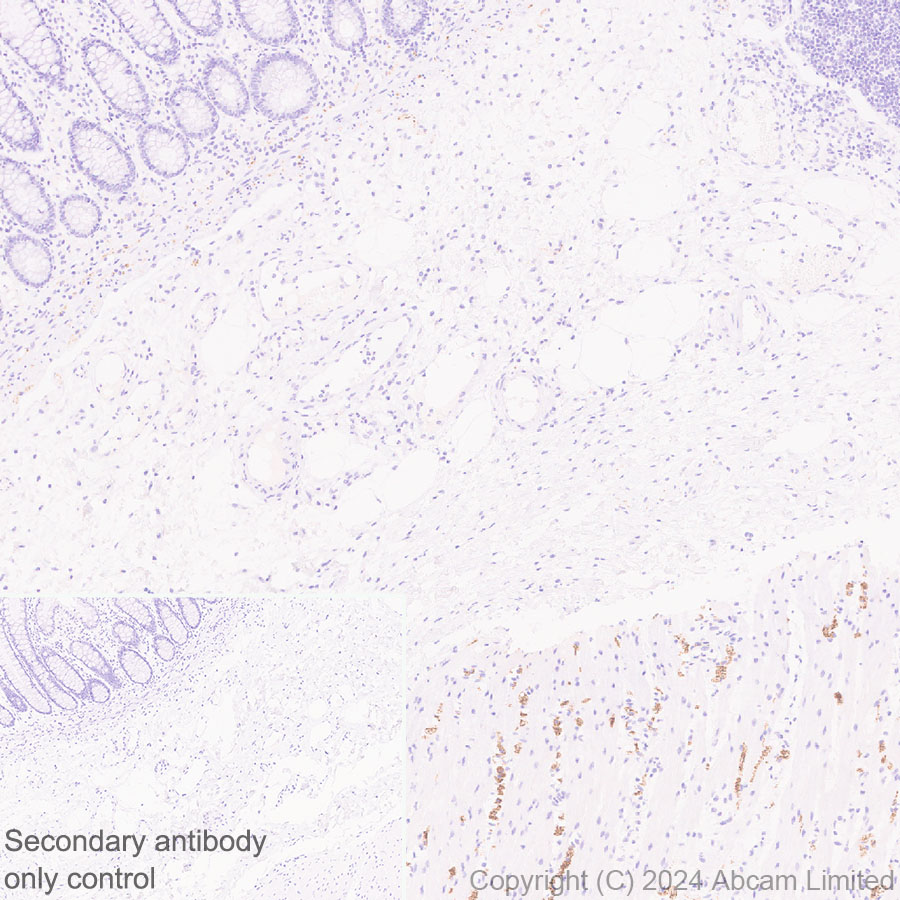 Immunohistochemistry (Formalin/PFA-fixed paraffin-embedded sections) - Anti-nNOS (neuronal) antibody [RM1237] (AB323183), expandable thumbnail