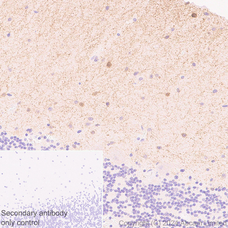 Immunohistochemistry (Formalin/PFA-fixed paraffin-embedded sections) - Anti-nNOS (neuronal) antibody [RM1237] (AB323183), expandable thumbnail